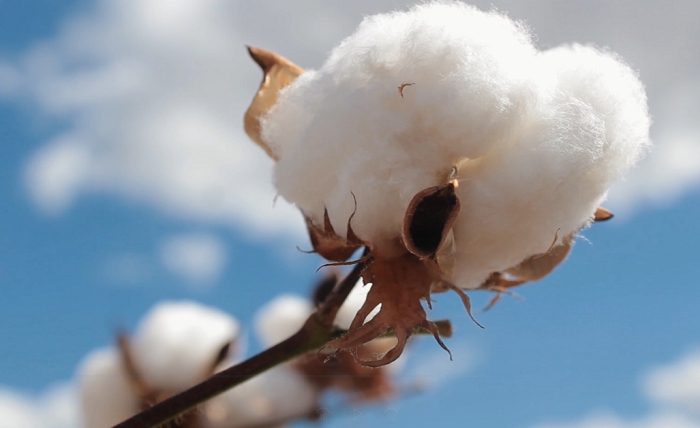 Certificação mostra que é possível aumentar os padrões de sustentabilidade da pluma